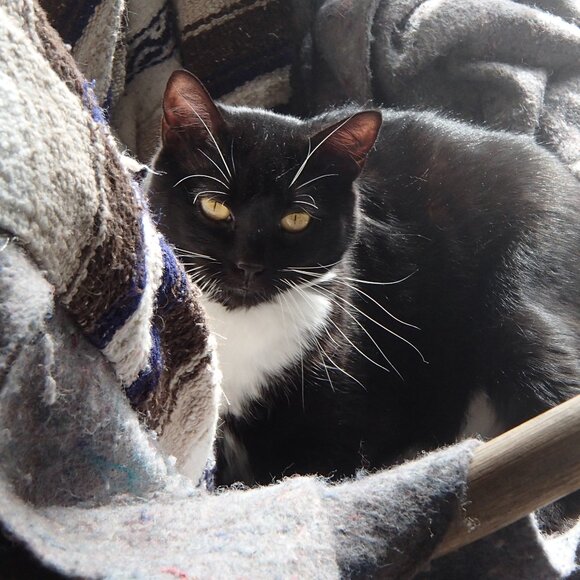 Cat-Friendly Home >^..^< A Cat Lady's Tribute To Her Past & Present Fur-Babies - Picture 1 of 7